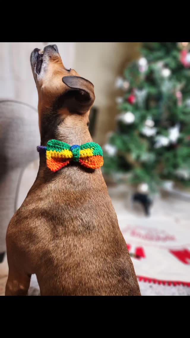 Handmade Crochet Pet Accessories – Stylish and Comfortable